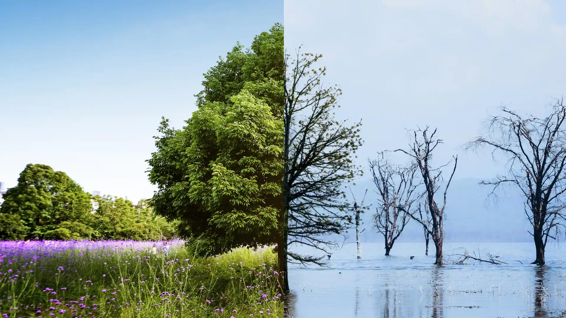 Climate Change Lie